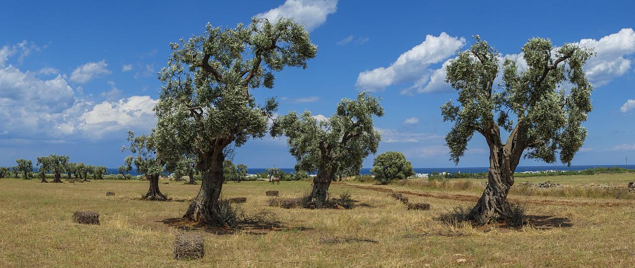 Masseria Palombara Grande Ostuni Exteriör bild